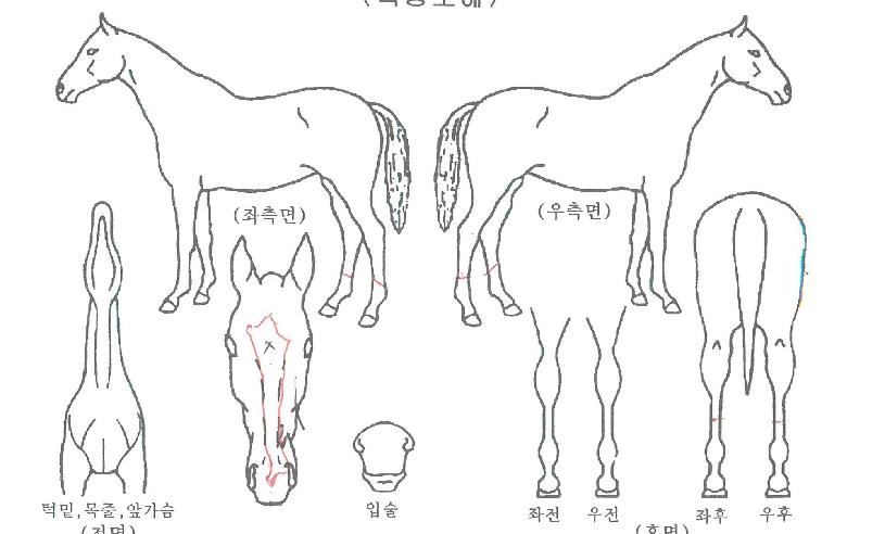 ŷ������ ����,���,�޸�,�λ�,�ٸ��� Ư¡����