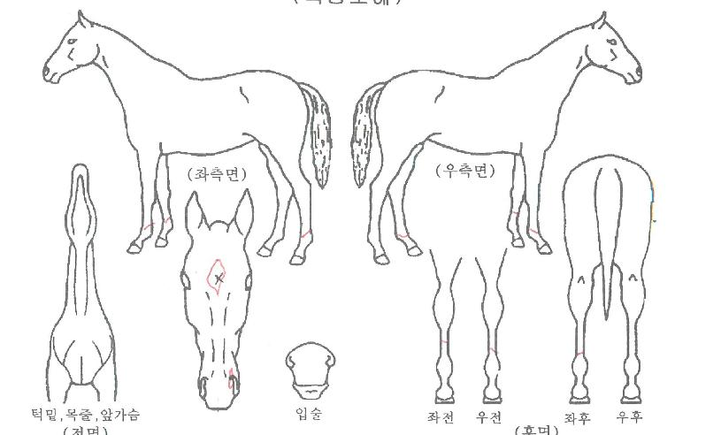 ���ǰ���Ʈ�� ����,���,�޸�,�λ�,�ٸ��� Ư¡����