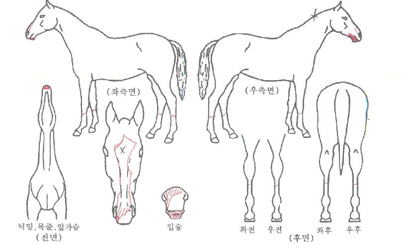 ȭ��Ʈ�ڸ��� ����,���,�޸�,�λ�,�ٸ��� Ư¡����