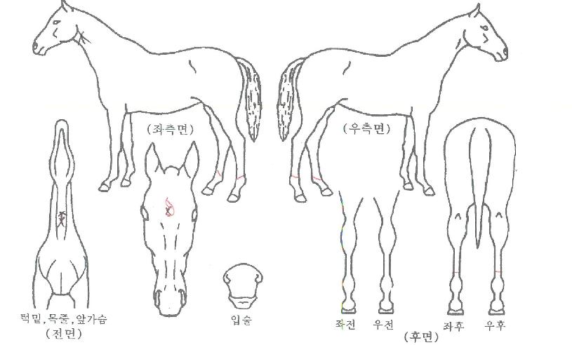 Ŀ�ȷο��� ����,���,�޸�,�λ�,�ٸ��� Ư¡����