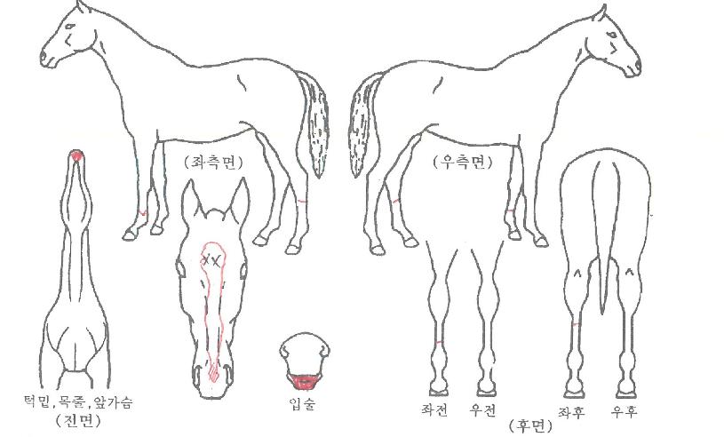 ºí·¯½³½ºÅ°¾îÀÚ¸¶ÀÇ Ãø¸é,¿ì¸é,µÞ¸é,µÎ»ó,´Ù¸®ÀÇ Æ¯Â¡µµÇØ