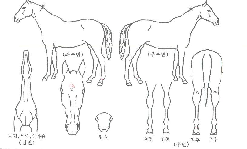 ·Î¿½º¸¶Æ¼ÀÇ Ãø¸é,¿ì¸é,µÞ¸é,µÎ»ó,´Ù¸®ÀÇ Æ¯Â¡µµÇØ