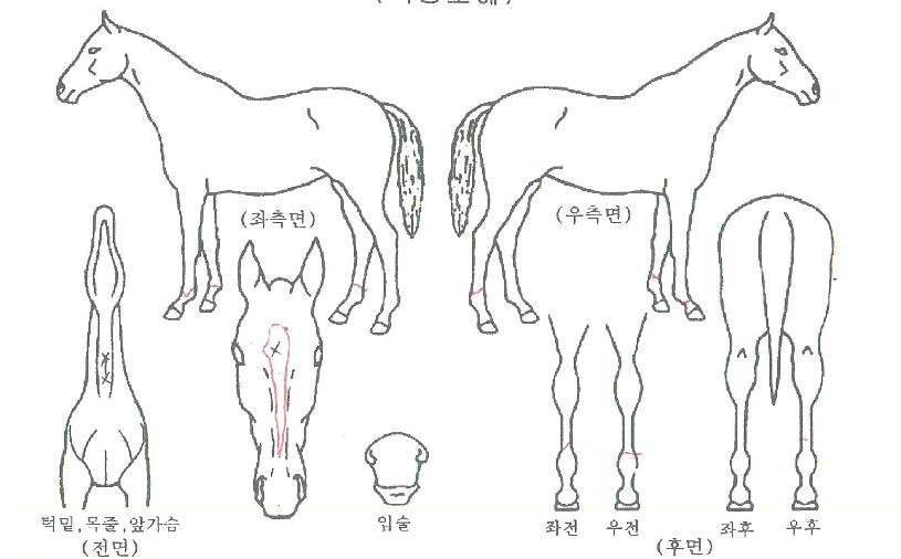 ŷ���꽺Ÿ�� ����,���,�޸�,�λ�,�ٸ��� Ư¡����