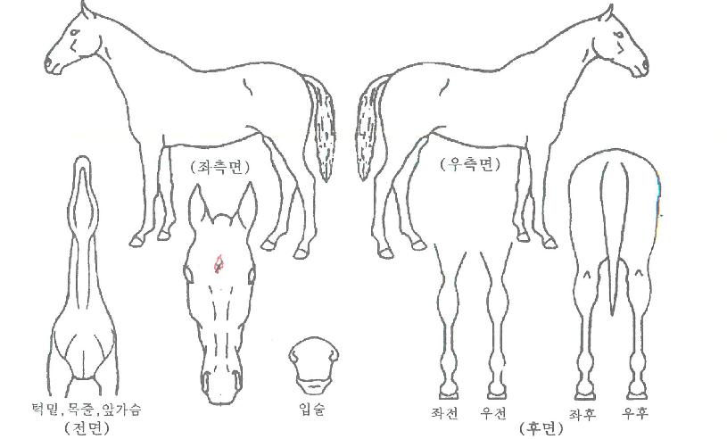 °ËÈ«ÀÇ Ãø¸é,¿ì¸é,µÞ¸é,µÎ»ó,´Ù¸®ÀÇ Æ¯Â¡µµÇØ