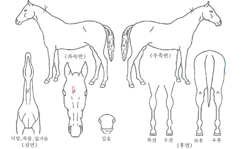 õ³âÀÇ°íµµÀÇ Ãø¸é,¿ì¸é,µÞ¸é,µÎ»ó,´Ù¸®ÀÇ Æ¯Â¡µµÇØ