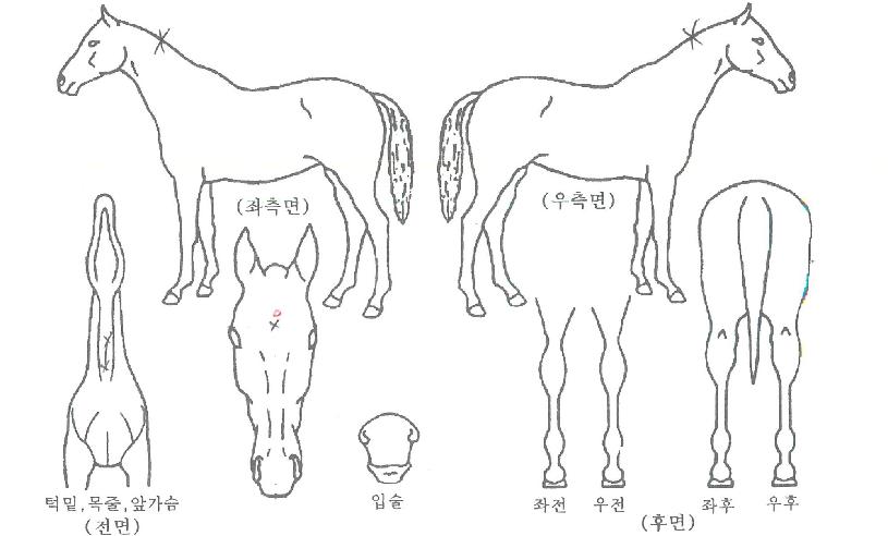 ��ȣ�����ڸ��� ����,���,�޸�,�λ�,�ٸ��� Ư¡����