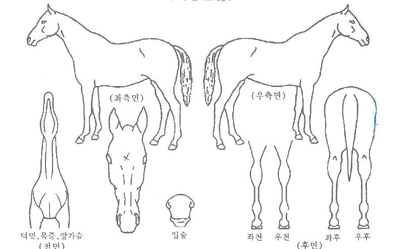ÇöóÀ×Å丣ÀÇ Ãø¸é,¿ì¸é,µÞ¸é,µÎ»ó,´Ù¸®ÀÇ Æ¯Â¡µµÇØ