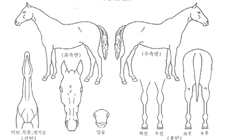 ���Ϸ��� ����,���,�޸�,�λ�,�ٸ��� Ư¡����