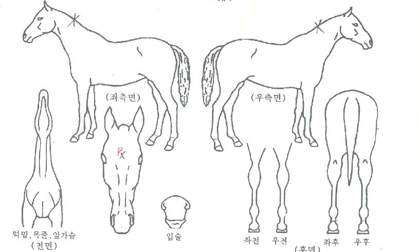 ¿ø´õÇ®¼öÆÄÀÇ Ãø¸é,¿ì¸é,µÞ¸é,µÎ»ó,´Ù¸®ÀÇ Æ¯Â¡µµÇØ