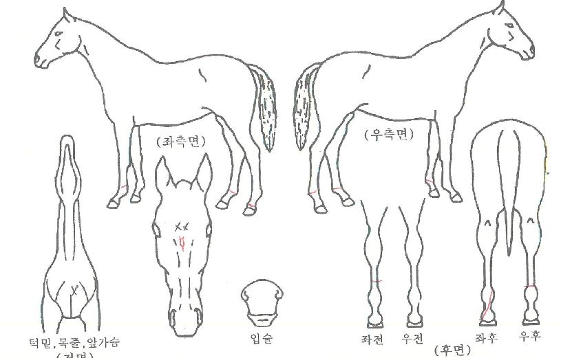 ¹é»ö±¤Ã¤ÀÇ Ãø¸é,¿ì¸é,µÞ¸é,µÎ»ó,´Ù¸®ÀÇ Æ¯Â¡µµÇØ