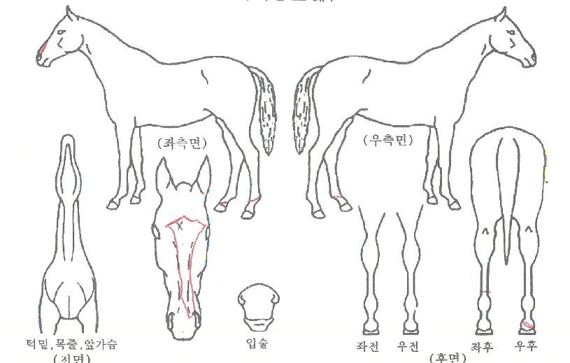 ���ζ��� ����,���,�޸�,�λ�,�ٸ��� Ư¡����