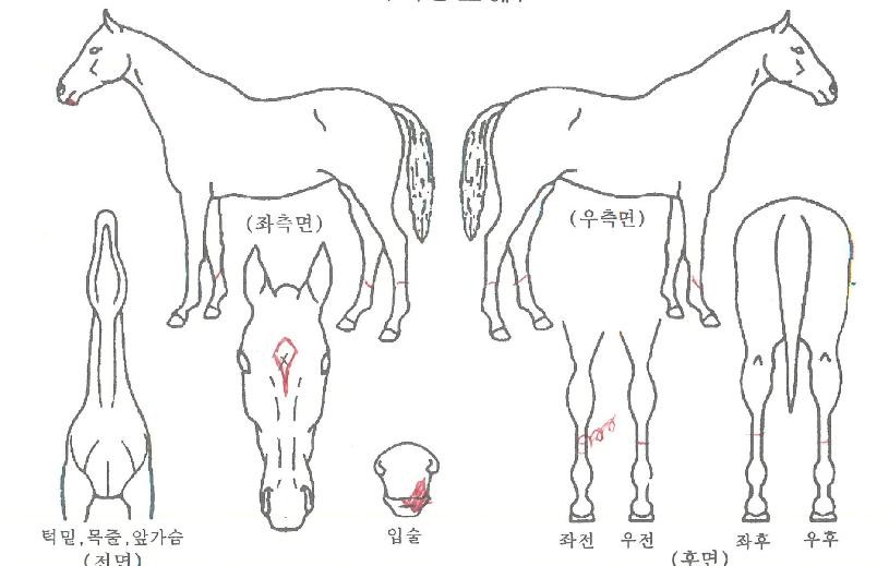 ºí·ç½ºÅ¸ÀÇ Ãø¸é,¿ì¸é,µÞ¸é,µÎ»ó,´Ù¸®ÀÇ Æ¯Â¡µµÇØ