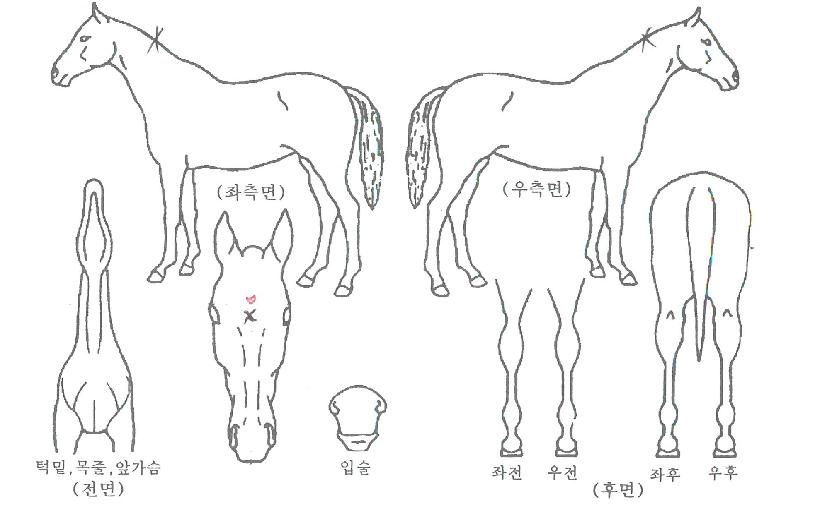 ¾ð¼ºÈ÷¾î·ÎÀÇ Ãø¸é,¿ì¸é,µÞ¸é,µÎ»ó,´Ù¸®ÀÇ Æ¯Â¡µµÇØ