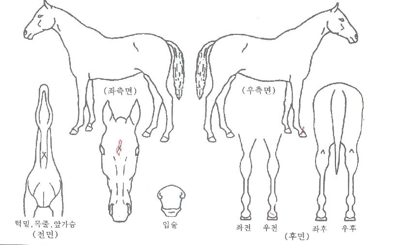 �ְ������� ����,���,�޸�,�λ�,�ٸ��� Ư¡����