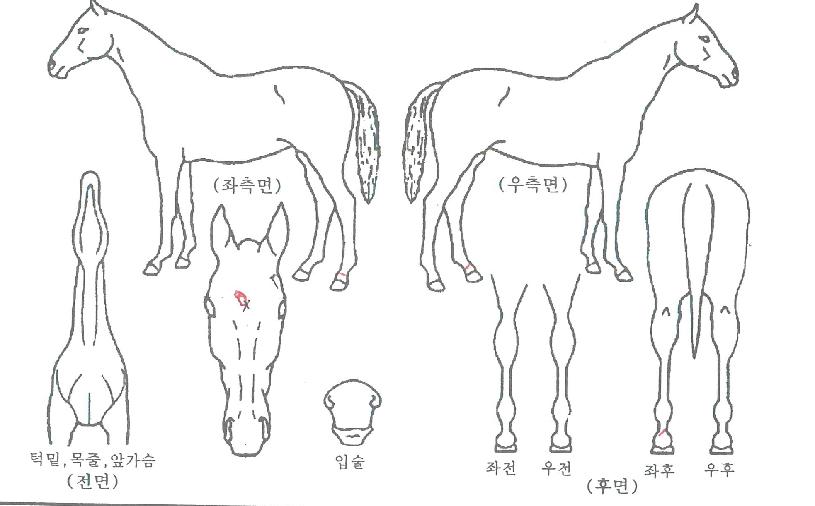 ���ǻ������� ����,���,�޸�,�λ�,�ٸ��� Ư¡����