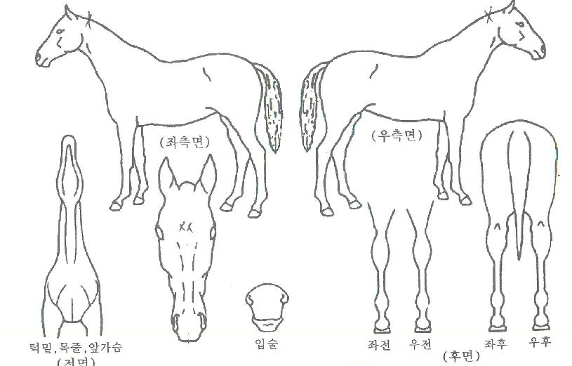 ¹Ù´ÙÀ§³ÊÀÇ Ãø¸é,¿ì¸é,µÞ¸é,µÎ»ó,´Ù¸®ÀÇ Æ¯Â¡µµÇØ