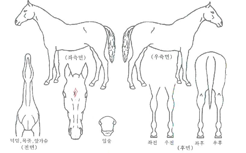 ±¤¸ñõ¿ÕÀÇ Ãø¸é,¿ì¸é,µÞ¸é,µÎ»ó,´Ù¸®ÀÇ Æ¯Â¡µµÇØ