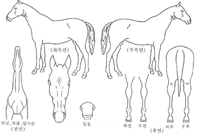 ���οȣ�� ����,���,�޸�,�λ�,�ٸ��� Ư¡����