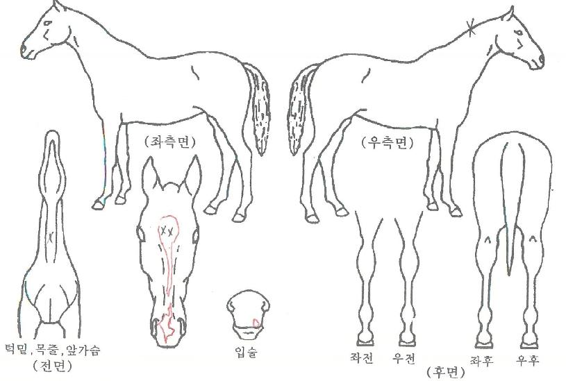 ������������ ����,���,�޸�,�λ�,�ٸ��� Ư¡����