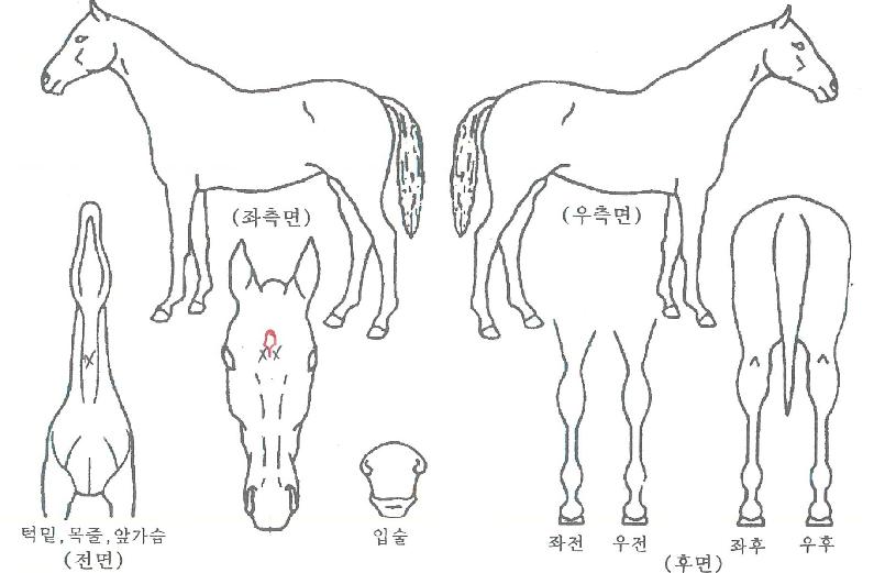 ¶óÀ̾ðÆçÆ®ÀÇ Ãø¸é,¿ì¸é,µÞ¸é,µÎ»ó,´Ù¸®ÀÇ Æ¯Â¡µµÇØ