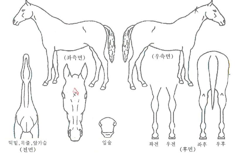 ÄÉÀÌÇÁ¾î°ÔÀÎÀÇ Ãø¸é,¿ì¸é,µÞ¸é,µÎ»ó,´Ù¸®ÀÇ Æ¯Â¡µµÇØ