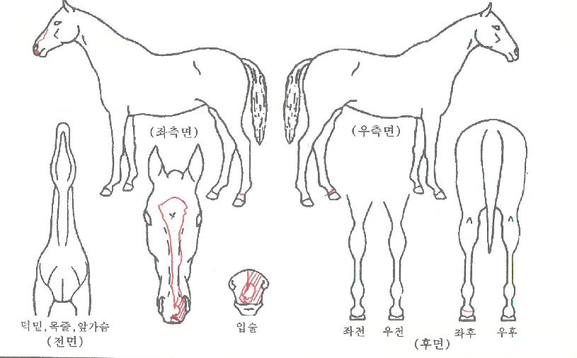 ÃµÇØ°ÀÚÀÇ Ãø¸é,¿ì¸é,µÞ¸é,µÎ»ó,´Ù¸®ÀÇ Æ¯Â¡µµÇØ