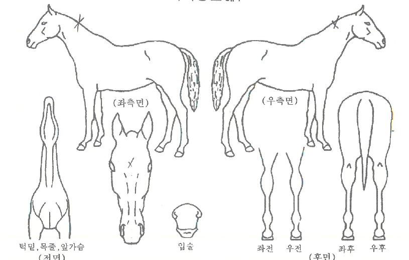 º£°¡¼±´õÀÇ Ãø¸é,¿ì¸é,µÞ¸é,µÎ»ó,´Ù¸®ÀÇ Æ¯Â¡µµÇØ