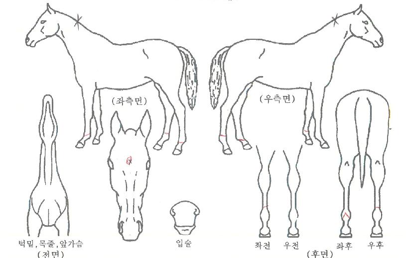 »ê¹æ¾Ö´Ïµ¥ÀÌÀÇ Ãø¸é,¿ì¸é,µÞ¸é,µÎ»ó,´Ù¸®ÀÇ Æ¯Â¡µµÇØ