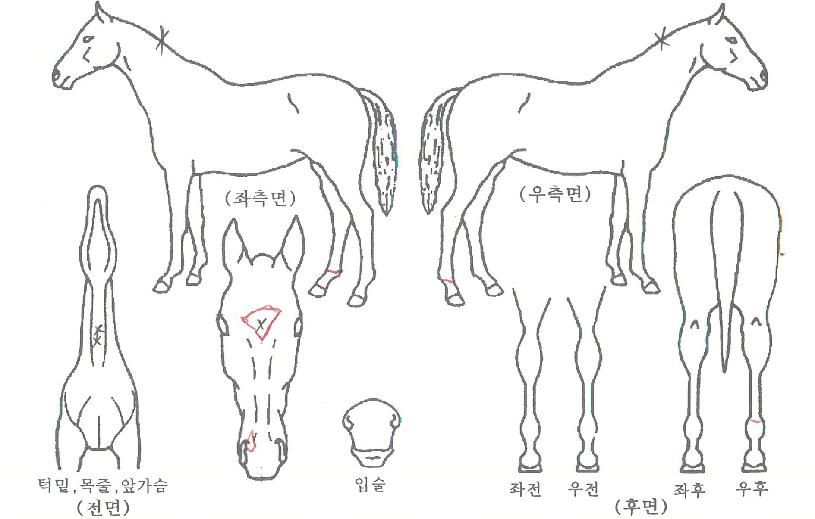 ����ŷ��Ÿ�� ����,���,�޸�,�λ�,�ٸ��� Ư¡����