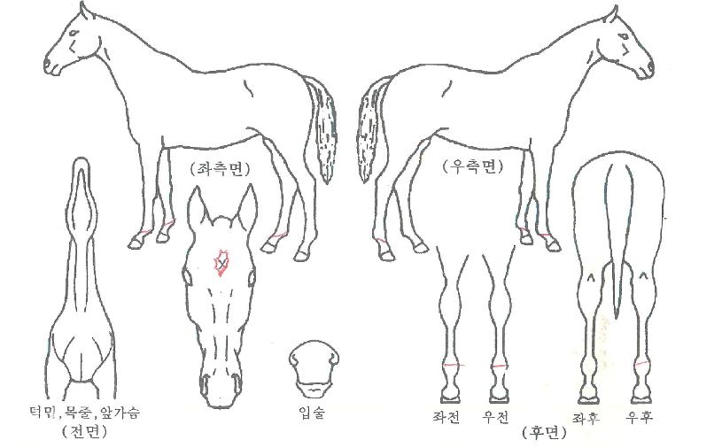 �븶��ǳ�� ����,���,�޸�,�λ�,�ٸ��� Ư¡����