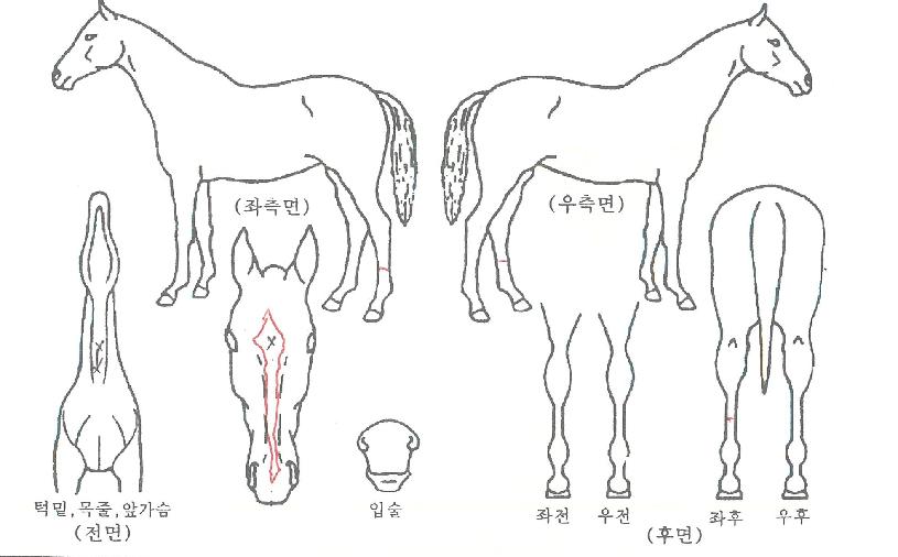 ¿µÈÁîÇöóÀ×ÀÇ Ãø¸é,¿ì¸é,µÞ¸é,µÎ»ó,´Ù¸®ÀÇ Æ¯Â¡µµÇØ