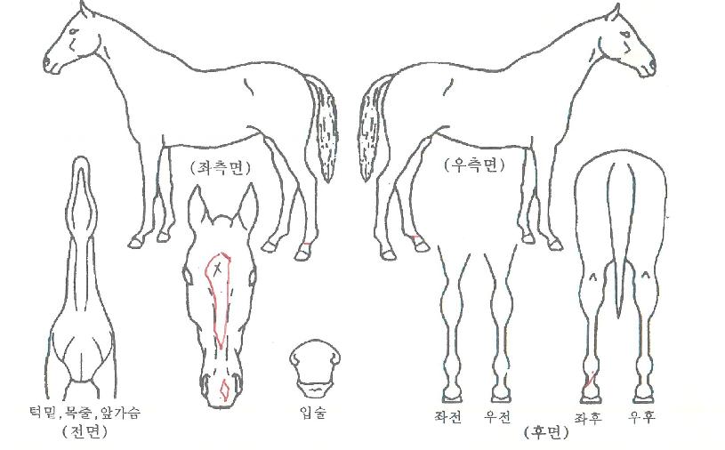 ½ÅºÎÀÇ Ãø¸é,¿ì¸é,µÞ¸é,µÎ»ó,´Ù¸®ÀÇ Æ¯Â¡µµÇØ