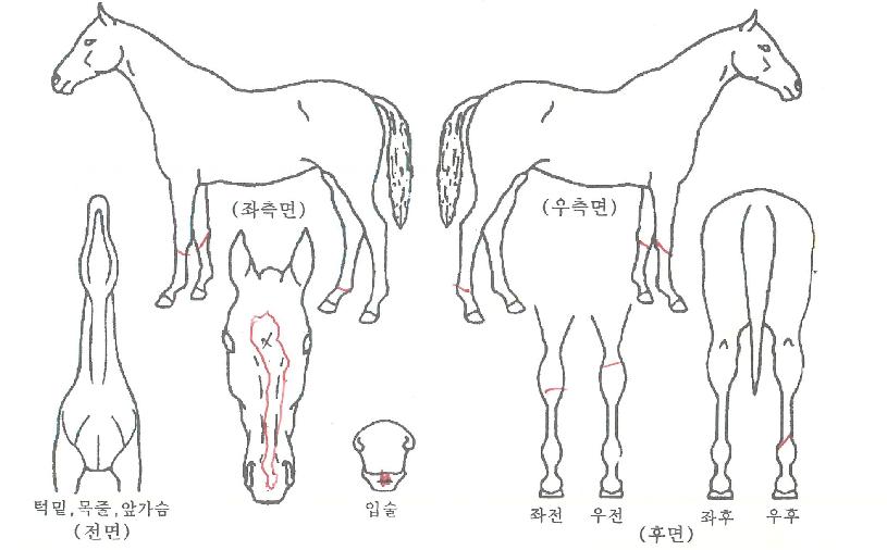 �����δ������ ����,���,�޸�,�λ�,�ٸ��� Ư¡����