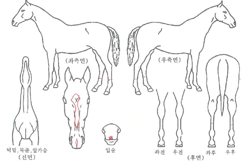 üÀÎÁö¹éÀÇ Ãø¸é,¿ì¸é,µÞ¸é,µÎ»ó,´Ù¸®ÀÇ Æ¯Â¡µµÇØ