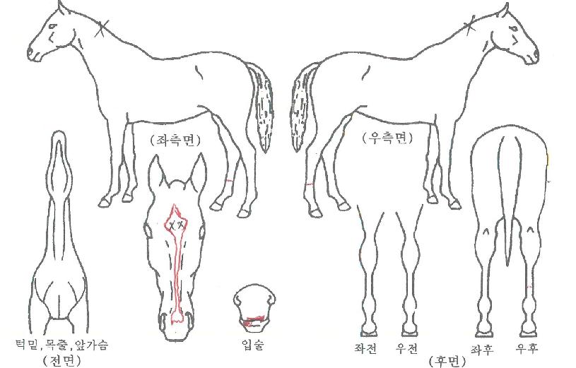 ��ȭ�ñ״����� ����,���,�޸�,�λ�,�ٸ��� Ư¡����