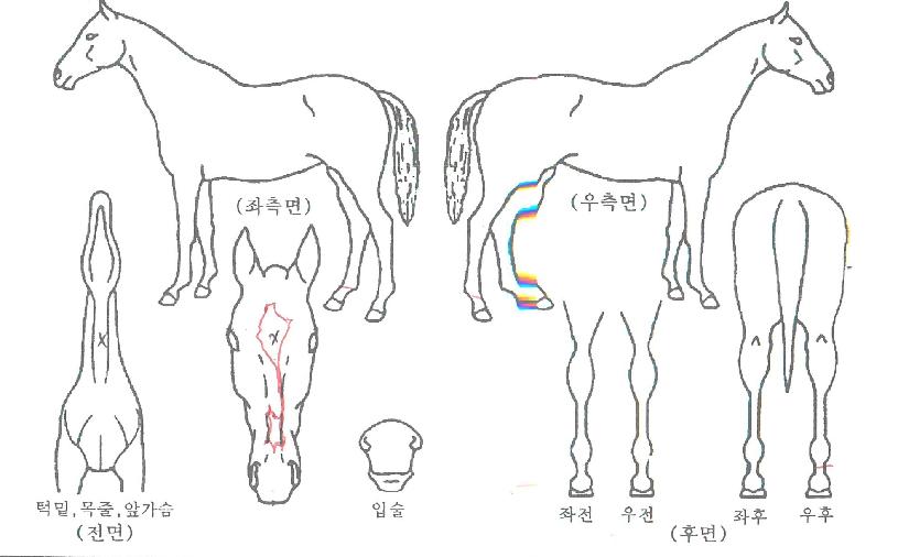 �ñ״�ó�� ����,���,�޸�,�λ�,�ٸ��� Ư¡����