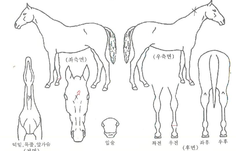 �Ŀ������̵��� ����,���,�޸�,�λ�,�ٸ��� Ư¡����