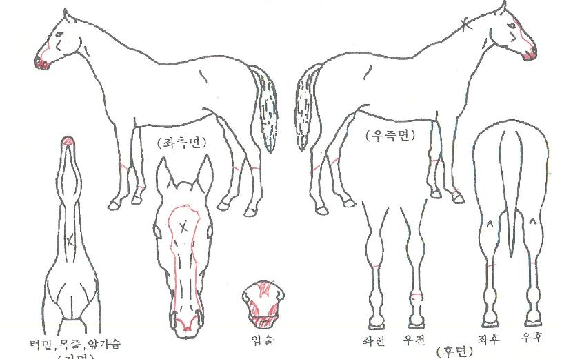 »ê¹æ¹ÌÀÎÀÚ¸¶ÀÇ Ãø¸é,¿ì¸é,µÞ¸é,µÎ»ó,´Ù¸®ÀÇ Æ¯Â¡µµÇØ