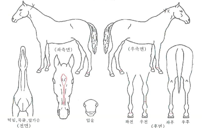 ¶ó¿ÂÇöóÀ×ÀÇ Ãø¸é,¿ì¸é,µÞ¸é,µÎ»ó,´Ù¸®ÀÇ Æ¯Â¡µµÇØ
