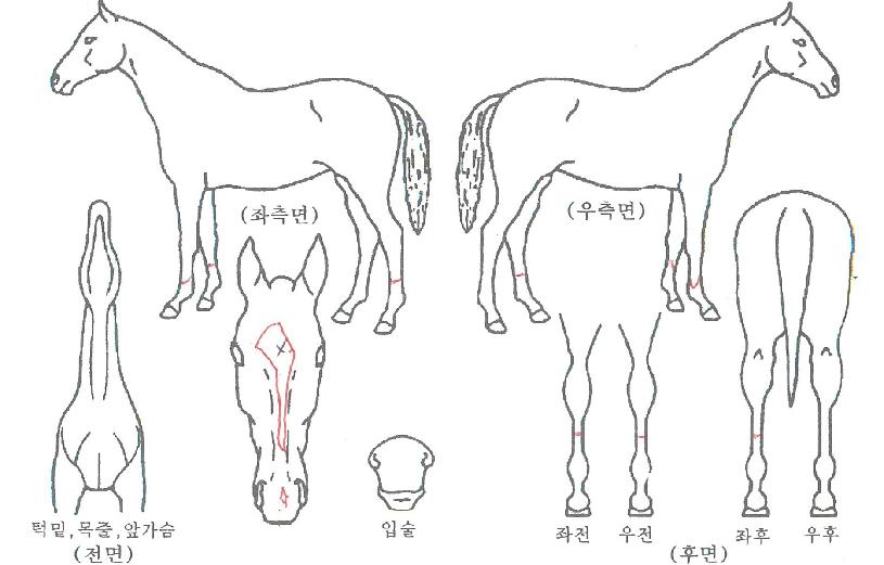 ���۱׷���Ʈ�� ����,���,�޸�,�λ�,�ٸ��� Ư¡����