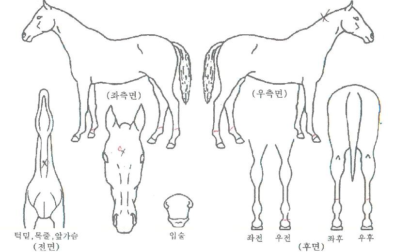 ½ºÆåÅÍÄýÀÇ Ãø¸é,¿ì¸é,µÞ¸é,µÎ»ó,´Ù¸®ÀÇ Æ¯Â¡µµÇØ