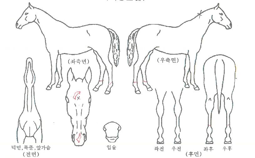 Ƽ���Ƽ�� ����,���,�޸�,�λ�,�ٸ��� Ư¡����