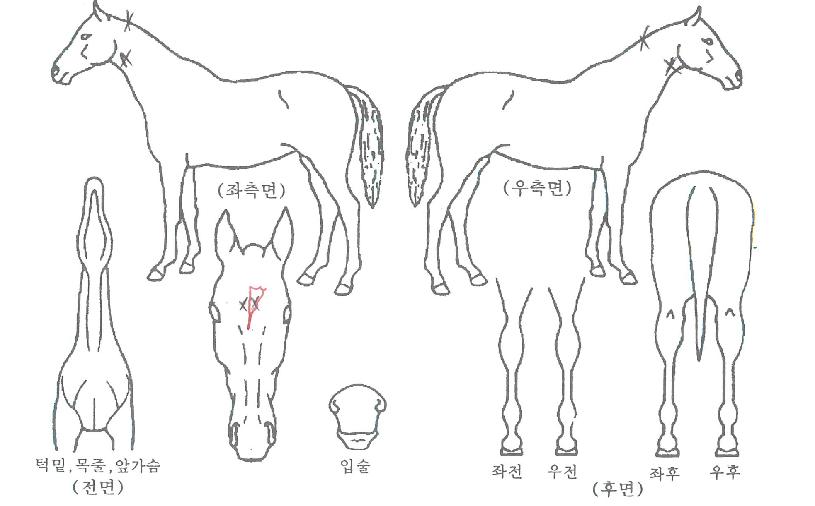 ���������� ����,���,�޸�,�λ�,�ٸ��� Ư¡����