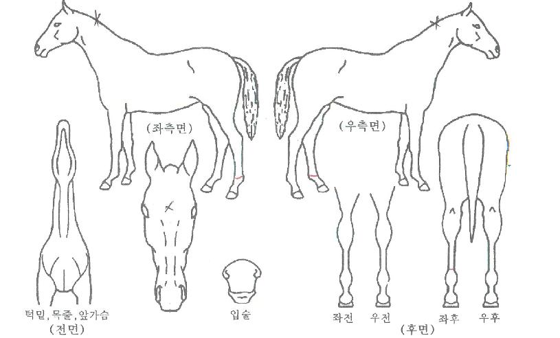 ·Î¿ÃàÁ¦ÀÇ Ãø¸é,¿ì¸é,µÞ¸é,µÎ»ó,´Ù¸®ÀÇ Æ¯Â¡µµÇØ