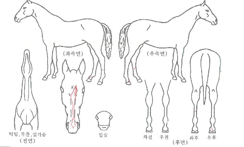 �۷ι������� ����,���,�޸�,�λ�,�ٸ��� Ư¡����