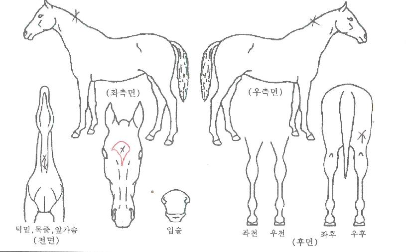 °ñµåÆä¸±¶óÀÇ Ãø¸é,¿ì¸é,µÞ¸é,µÎ»ó,´Ù¸®ÀÇ Æ¯Â¡µµÇØ