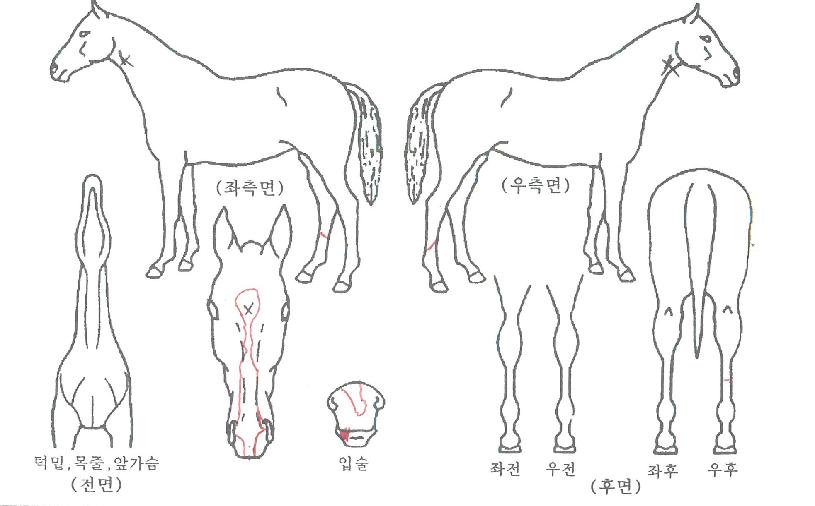 ºñÄÉÀÌ»ç¿îµåÀÇ Ãø¸é,¿ì¸é,µÞ¸é,µÎ»ó,´Ù¸®ÀÇ Æ¯Â¡µµÇØ