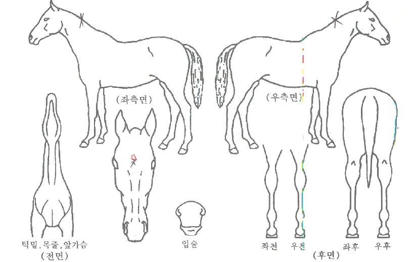 ��ŸũƼī�ڸ��� ����,���,�޸�,�λ�,�ٸ��� Ư¡����