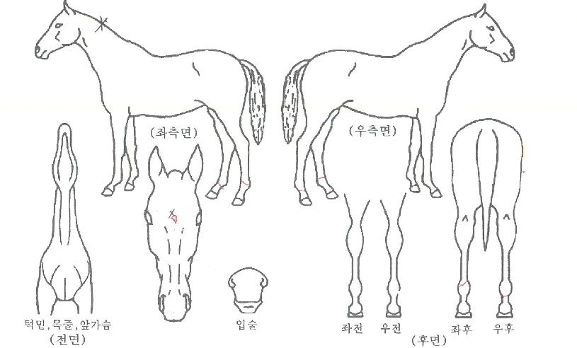 ¶ó¿ÂȣũÀÇ Ãø¸é,¿ì¸é,µÞ¸é,µÎ»ó,´Ù¸®ÀÇ Æ¯Â¡µµÇØ