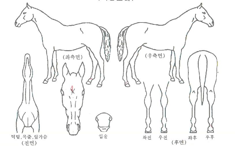 ¶ó¿ÂÄÚ¸®¾ÆÀÇ Ãø¸é,¿ì¸é,µÞ¸é,µÎ»ó,´Ù¸®ÀÇ Æ¯Â¡µµÇØ